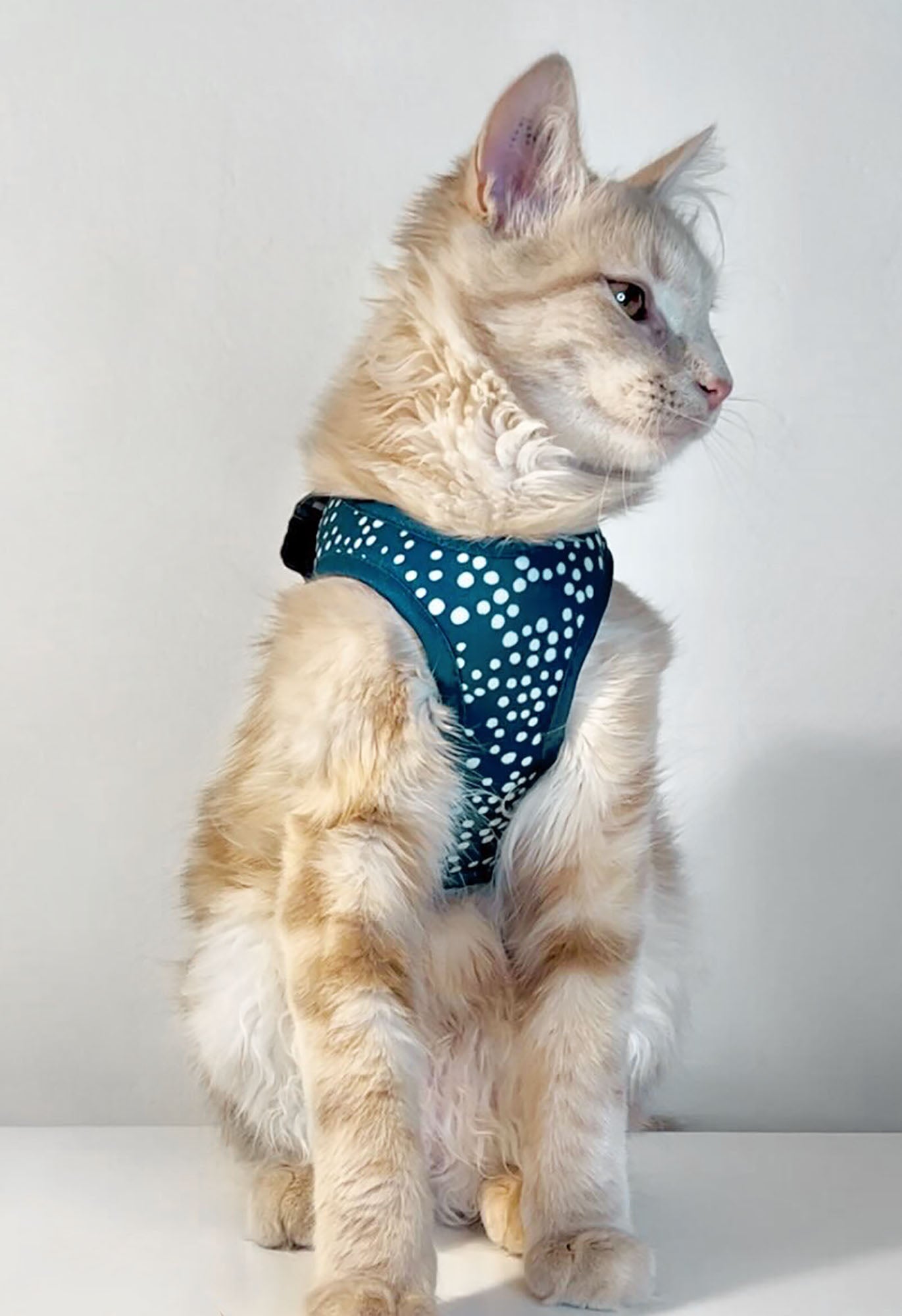 Step in on sale cat harness